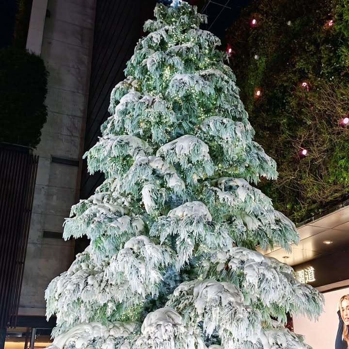 ＼ 台中圣诞灯饰开箱🎄4大必拍打卡景点整理🌟／