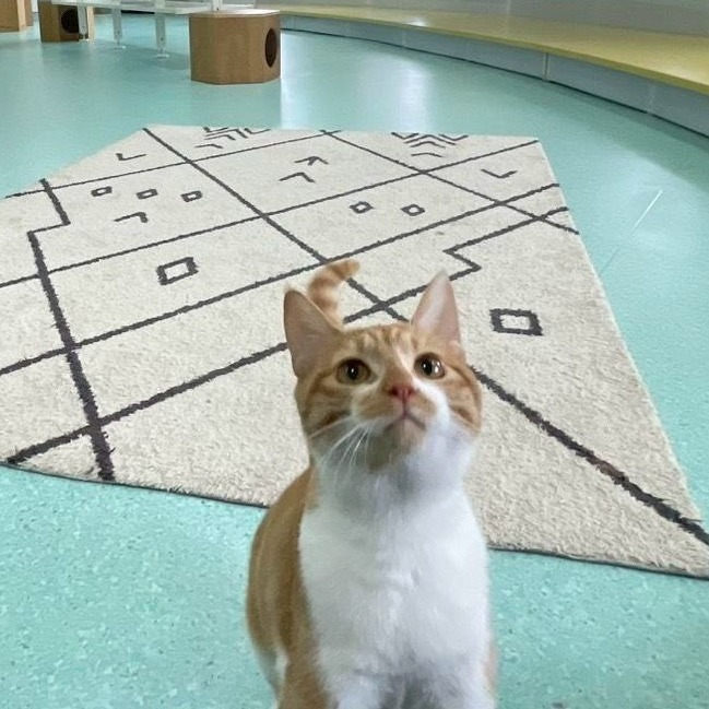 守護毛孩一生🐾獸醫師節暖心特輯，走進動物之家的日常