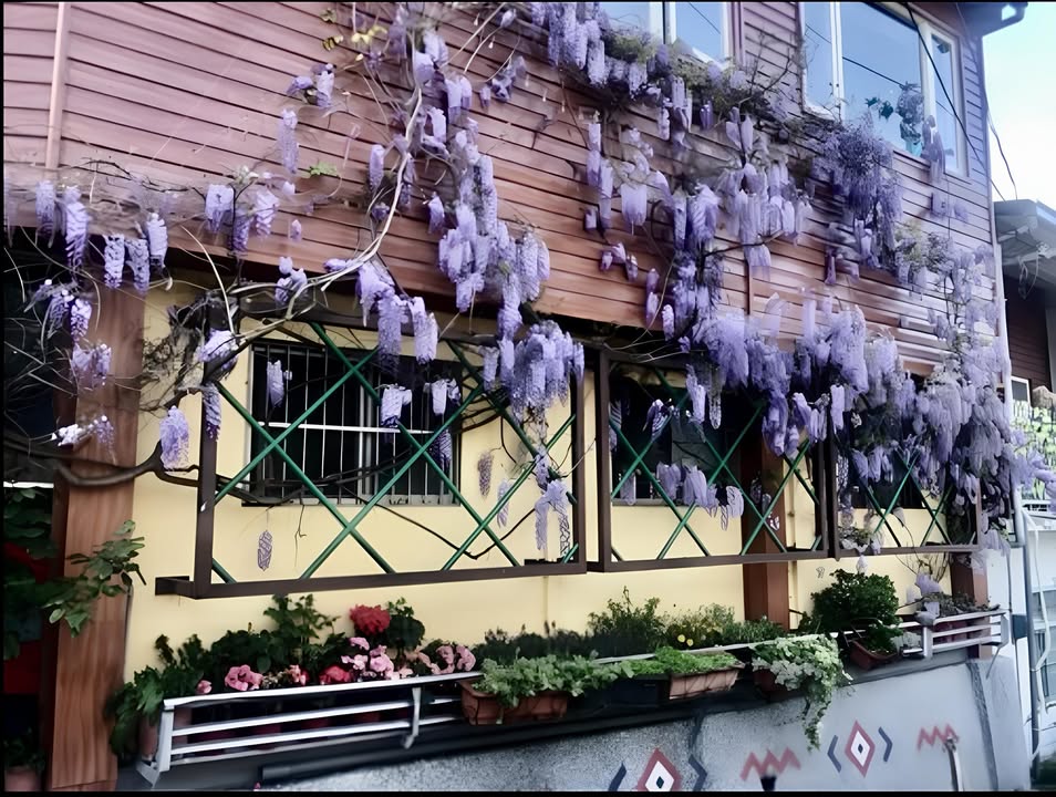 💜和平环山紫色瀑布💜