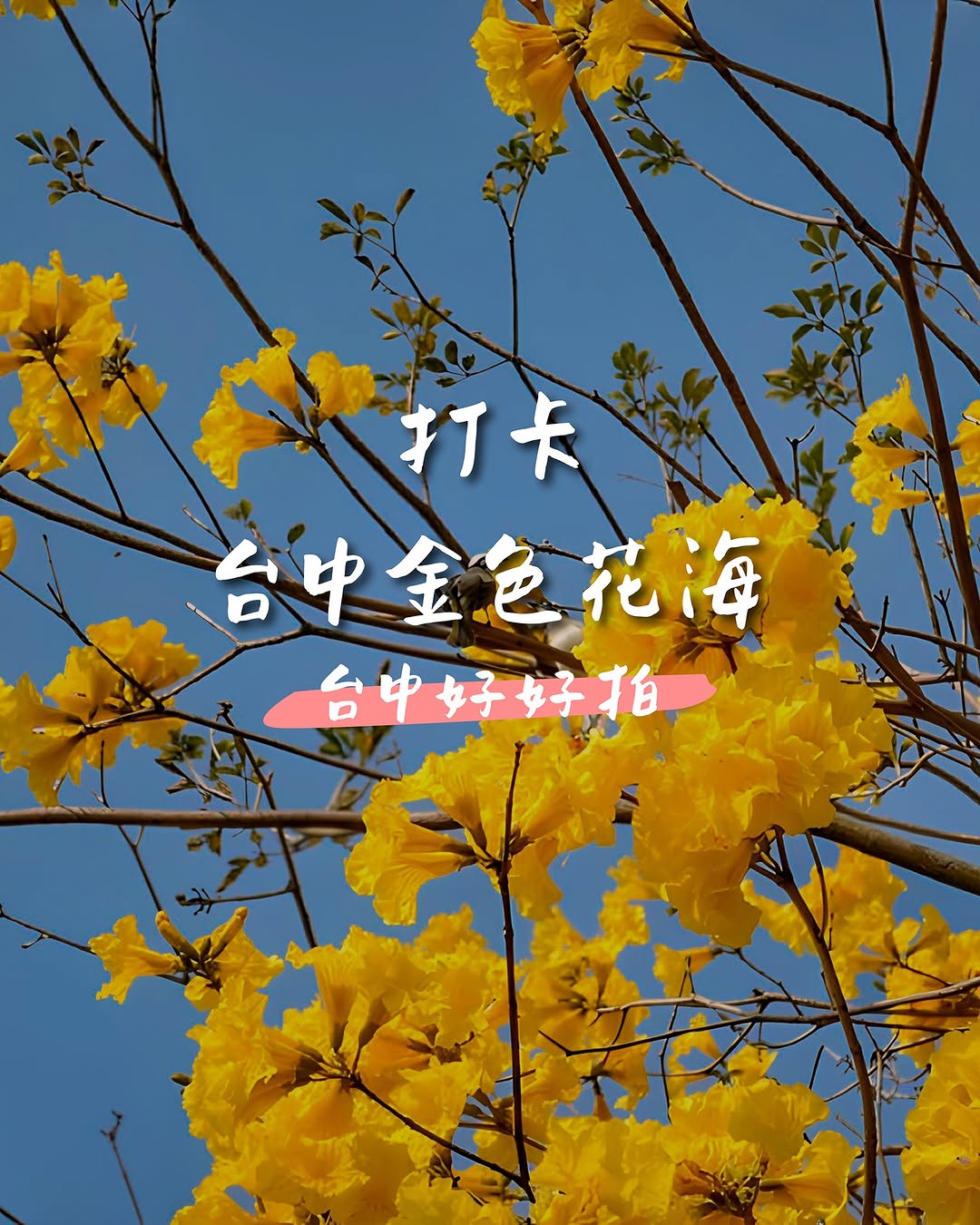 期间限定✨台中「黄金花海」地图分享 💛